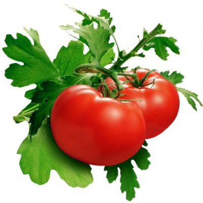 Sunrise Tomato Hybrid Seeds PKM-1 2gm